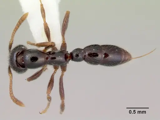 Onychomyrmex doddi specimen CASENT0172297 image casent0172297_1