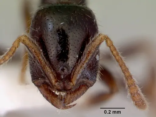 Onychomyrmex doddi specimen CASENT0172297 image casent0172297_2