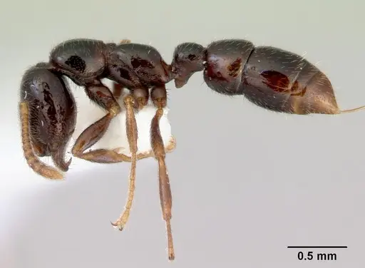 Onychomyrmex doddi specimen CASENT0172297 image casent0172297_3