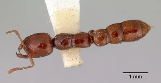 Onychomyrmex glauerti specimen CASENT0172203 image casent0172203_1