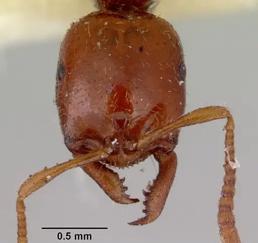 Onychomyrmex glauerti specimen CASENT0172203 image casent0172203_2