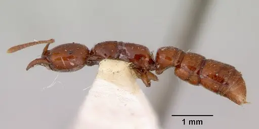 Onychomyrmex glauerti specimen CASENT0172203 image casent0172203_3