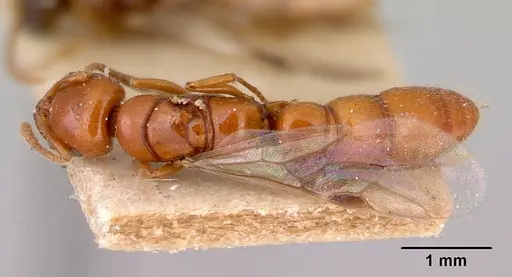 Onychomyrmex glauerti specimen CASENT0172204 image casent0172204_1
