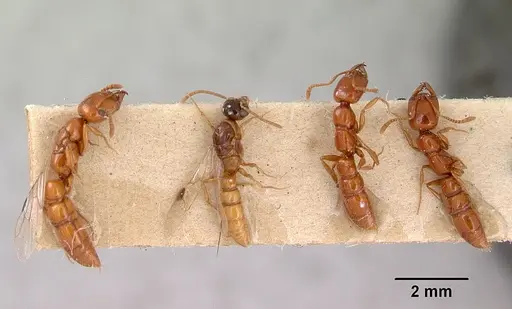 Onychomyrmex glauerti specimen CASENT0172204 image casent0172204_2