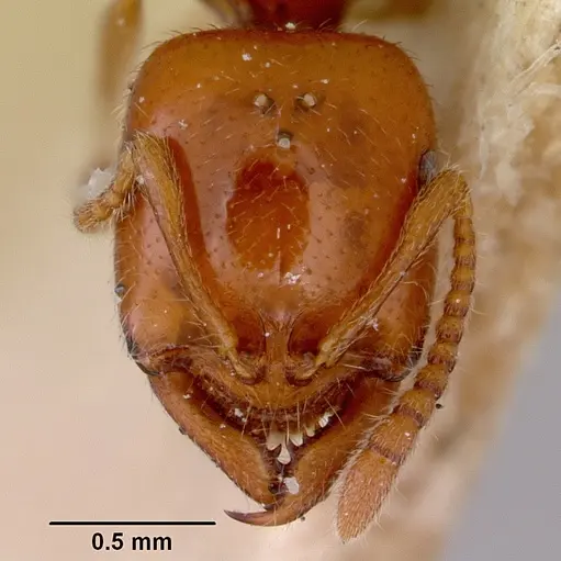 Onychomyrmex glauerti specimen CASENT0172204 image casent0172204_3