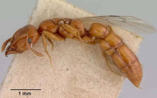 Onychomyrmex glauerti specimen CASENT0172204 image casent0172204_4