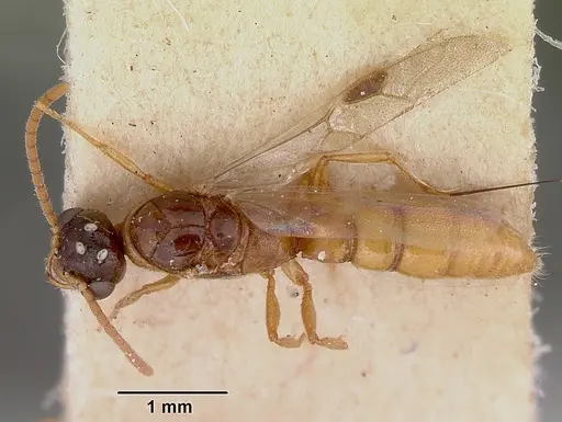Onychomyrmex glauerti specimen CASENT0172205 image casent0172205_1