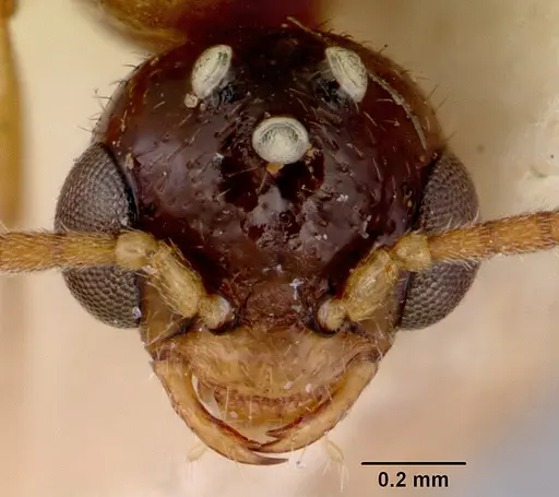 Onychomyrmex glauerti specimen CASENT0172205 image casent0172205_3
