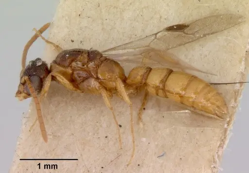 Onychomyrmex glauerti specimen CASENT0172205 image casent0172205_4