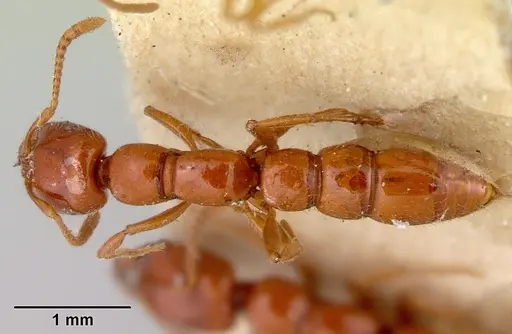 Onychomyrmex glauerti specimen CASENT0172206 image casent0172206_1