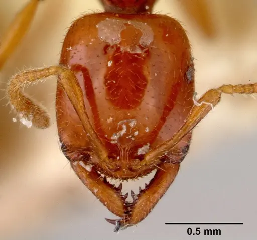 Onychomyrmex glauerti specimen CASENT0172206 image casent0172206_3