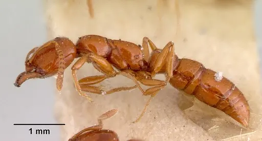 Onychomyrmex glauerti specimen CASENT0172206 image casent0172206_4