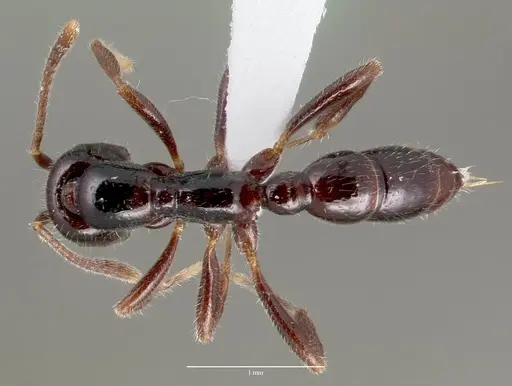 Onychomyrmex hedleyi specimen CASENT0003164 image casent0003164_1