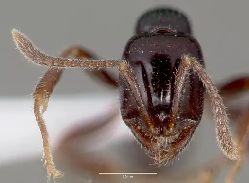 Onychomyrmex hedleyi specimen CASENT0003164 image casent0003164_2