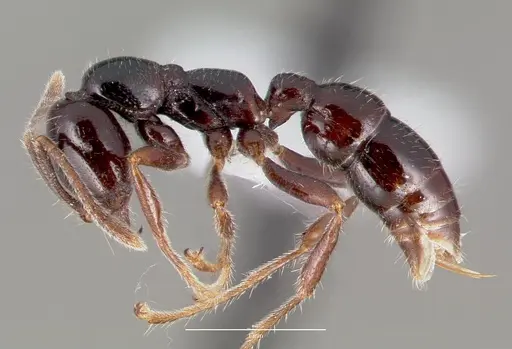 Onychomyrmex hedleyi specimen CASENT0003164 image casent0003164_3
