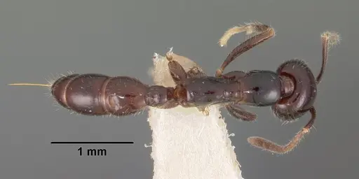 Onychomyrmex hedleyi specimen CASENT0102176 image casent0102176_1