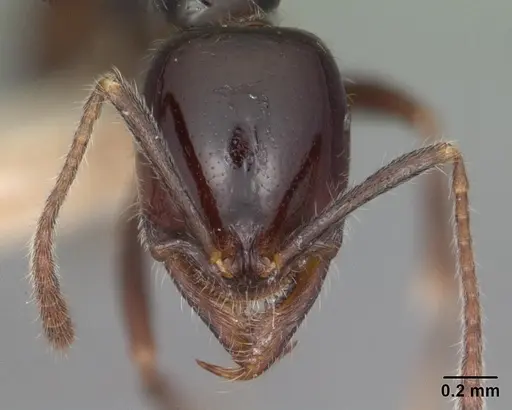 Onychomyrmex hedleyi specimen CASENT0102176 image casent0102176_2