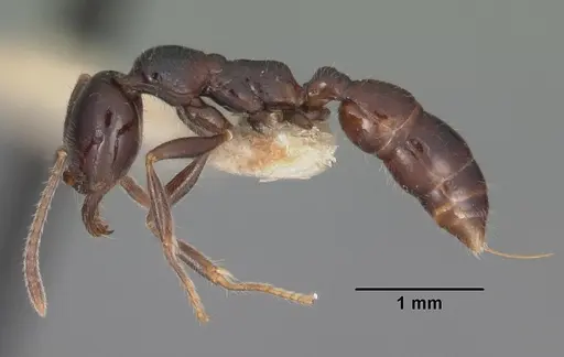 Onychomyrmex hedleyi specimen CASENT0102176 image casent0102176_3