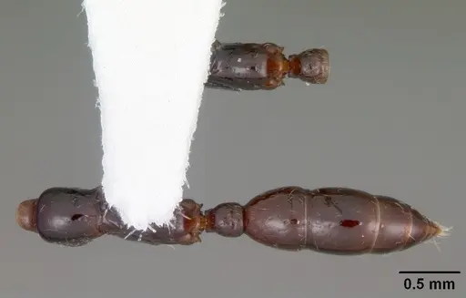 Onychomyrmex hedleyi specimen CASENT0102177 image casent0102177_1