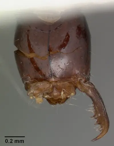 Onychomyrmex hedleyi specimen CASENT0102177 image casent0102177_3