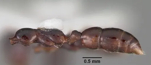 Onychomyrmex hedleyi specimen CASENT0102177 image casent0102177_4