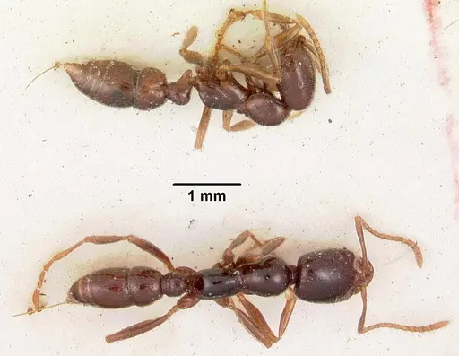 Onychomyrmex hedleyi specimen CASENT0102178 image casent0102178_1