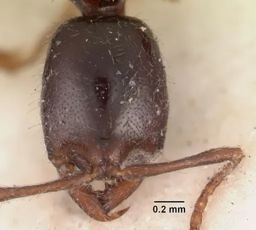 Onychomyrmex hedleyi specimen CASENT0102178 image casent0102178_2