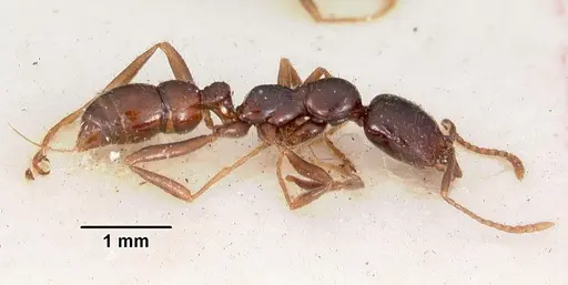 Onychomyrmex hedleyi specimen CASENT0102178 image casent0102178_3