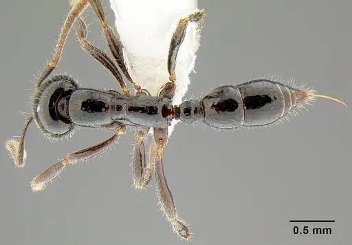 Onychomyrmex hedleyi specimen CASENT0106018 image casent0106018_1