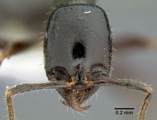 Onychomyrmex hedleyi specimen CASENT0106018 image casent0106018_2
