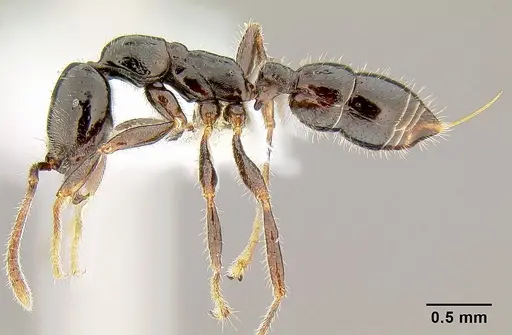 Onychomyrmex hedleyi specimen CASENT0106018 image casent0106018_3