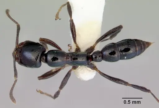 Onychomyrmex hedleyi specimen CASENT0172260 image casent0172260_1