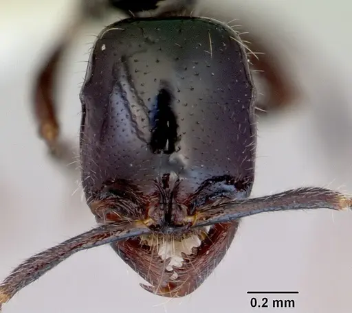 Onychomyrmex hedleyi specimen CASENT0172260 image casent0172260_2