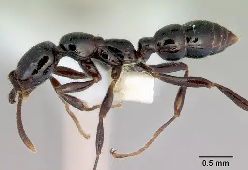 Onychomyrmex hedleyi specimen CASENT0172260 image casent0172260_3