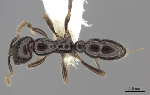 Onychomyrmex hedleyi specimen CASENT0260456 image casent0260456_1