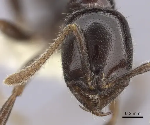 Onychomyrmex hedleyi specimen CASENT0260456 image casent0260456_2