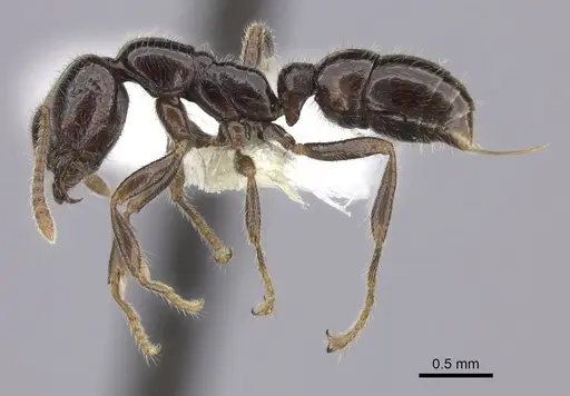 Onychomyrmex hedleyi specimen CASENT0260456 image casent0260456_3