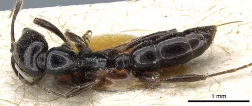 Onychomyrmex hedleyi specimen CASENT0903769 image casent0903769_1