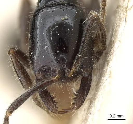 Onychomyrmex hedleyi specimen CASENT0903769 image casent0903769_2