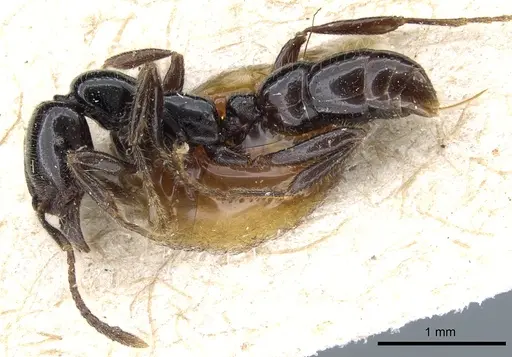 Onychomyrmex hedleyi specimen CASENT0903769 image casent0903769_3
