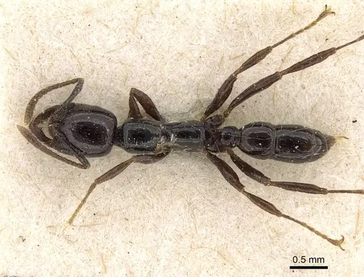 Onychomyrmex hedleyi specimen CASENT0922418 image casent0922418_1