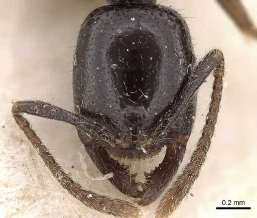 Onychomyrmex hedleyi specimen CASENT0922418 image casent0922418_2