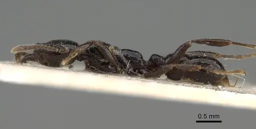 Onychomyrmex hedleyi specimen CASENT0922418 image casent0922418_3