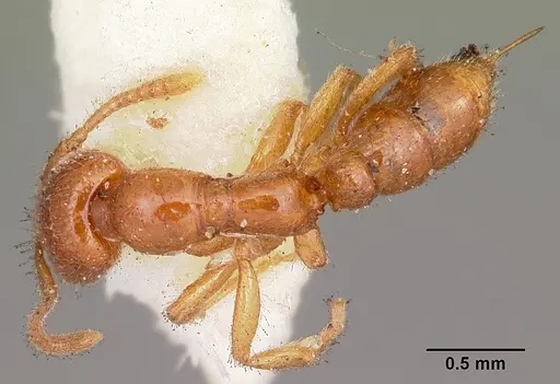 Onychomyrmex mjobergi specimen CASENT0104585 image casent0104585_1