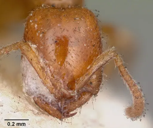 Onychomyrmex mjobergi specimen CASENT0104585 image casent0104585_2