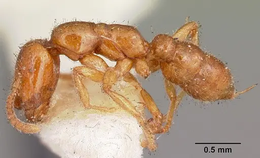 Onychomyrmex mjobergi specimen CASENT0104585 image casent0104585_3