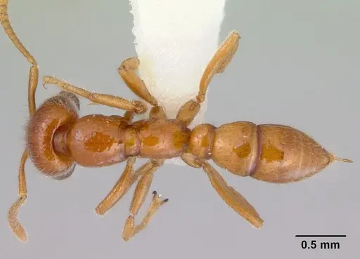 Onychomyrmex mjobergi specimen CASENT0172295 image casent0172295_1