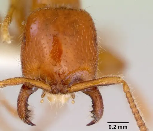 Onychomyrmex mjobergi specimen CASENT0172295 image casent0172295_2