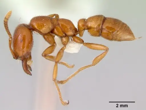 Onychomyrmex mjobergi specimen CASENT0172295 image casent0172295_3