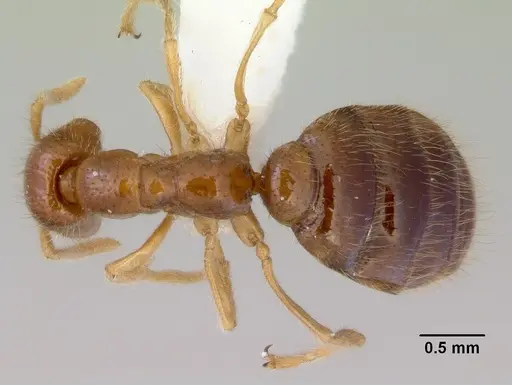 Onychomyrmex mjobergi specimen CASENT0172296 image casent0172296_1